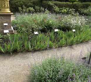 Rosengarten auf der Roseninsel
