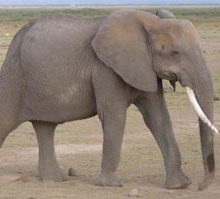 Elefant im Amboseli