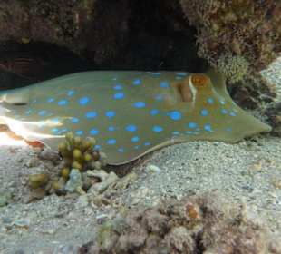 Blaupunktrochen im Babybecken