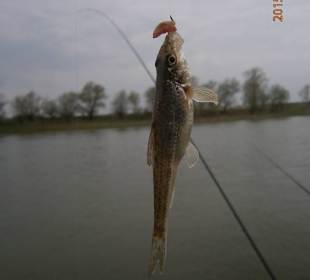 Gudgeon on the hook 