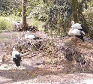 Weltvogelpark Walsrode