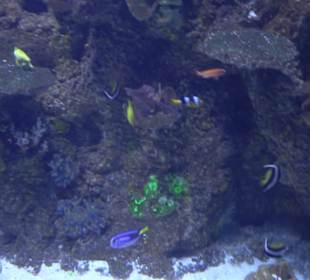 National Aquarium Malta