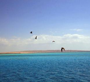 Giftun Schnorchelausflug