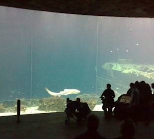 Aquarien sind kaum zu toppen