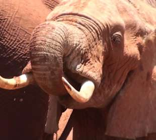 Elefanten an einem Wasserloch