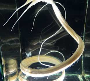 Präparat eines Tiefseefisches im Aquarium Kiel