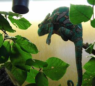 Wildparkimpressionen