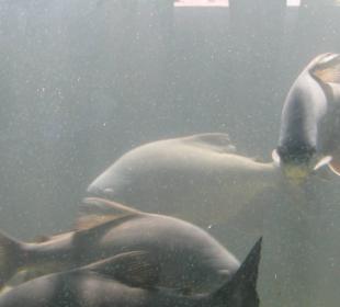 В зоопарке Бали. 