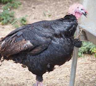 Gärten von Alfabia in Bunyola