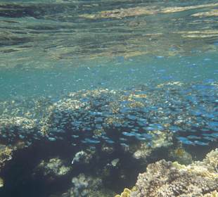 Korallengarten Gorgonia Beach