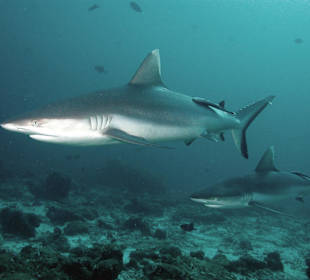 Riffvielfalt unter Wasser