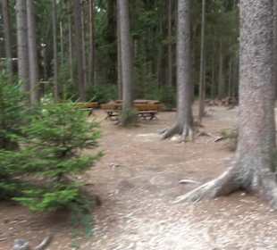 Dinosaurier Museum Altmühltal