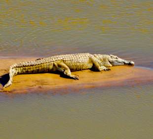 Krokodil im Tsavo/ Galana River