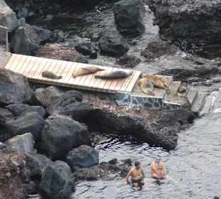 Baden mit Seelöwen, mal was anderes