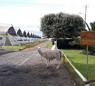 Rosenzucht am Fuße des Cotopaxi