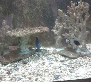 Aquarium in Hurghada