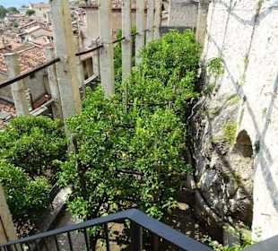 Rundgang durch das Zitronengewächshaus