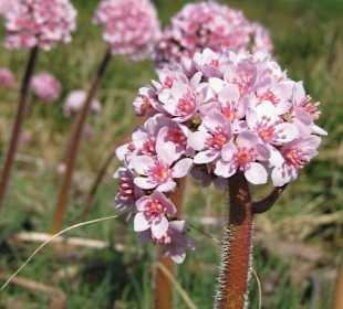 Fühling im Botanischen Garten