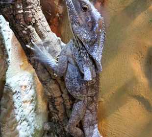 In den Terrarien des Nautiland