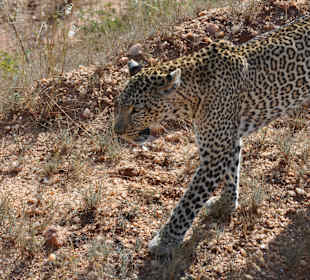 Leopard