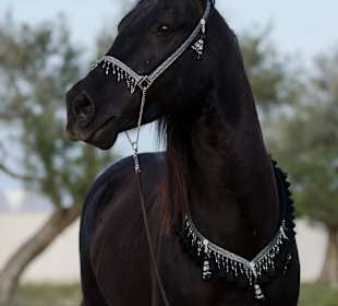 Reiterferien am Strand, Djerba, Reiten Zitouna