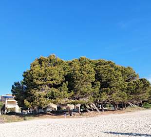 Strand Playa/Platja de Muro