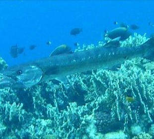 Barracuda am Hausriff