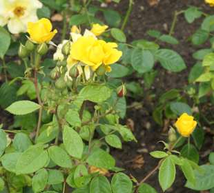 Bad Kissingen: Spaziergang durch den Rosengarten