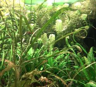 Aquarium