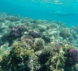 Snorkling House Reef