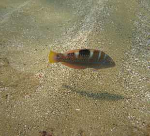 Begegnung unter Wasser Hurghada