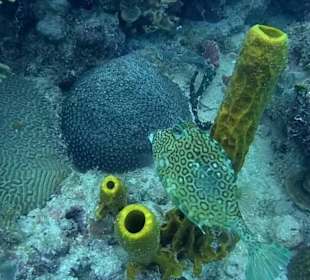 Bayahibe DiveSpot Shallow