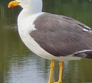 Wandern Carolinensiel