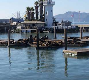 Seeloewen am Pier 39