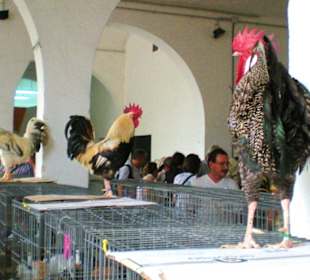 Kleintiermarkt
