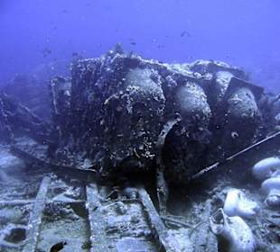 Nurkowanie w Sharm el Sheikh - podwodne życie