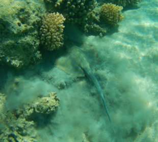 Schnorcheln Marsa Alam