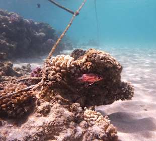 Unterwasserfoto am Hausriff