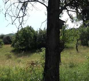 Premiumspazierweg Früchtetrauf-Leisawegle