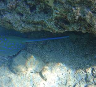 Schnorcheln Sahl Hasheesh