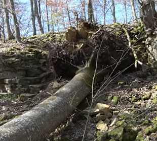 Wanderung Kirnberg-Runde Bebenhausen