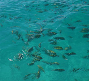 Fischschwärme in der Nähe von SAONA