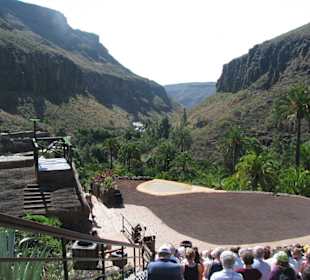 Greifvogelshow - Ausblick