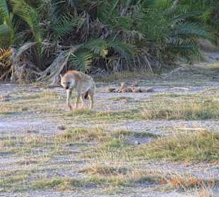 Tsavo West / - Ost / Amboselli