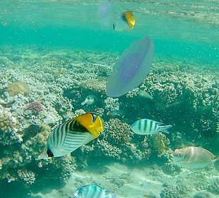 Schnorcheln Makadi Bay	