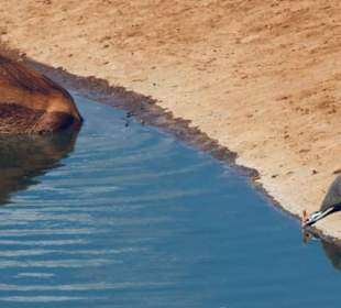 Wasserloch Saltlick Lodge