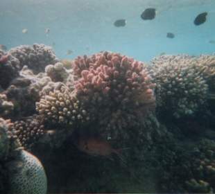 Mondo marino di fronte all'hotel