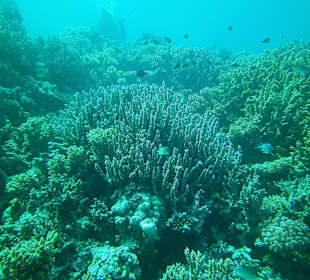 Tauchen bei der DC über Oototo Holiday Service gebucht