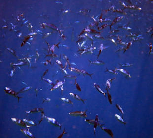 Fischschwarm beim Schnorcheln