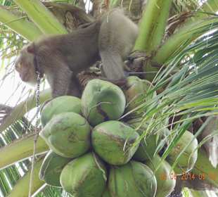 Affen bei der Arbeit